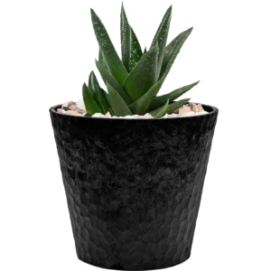 Jade Plant Mini